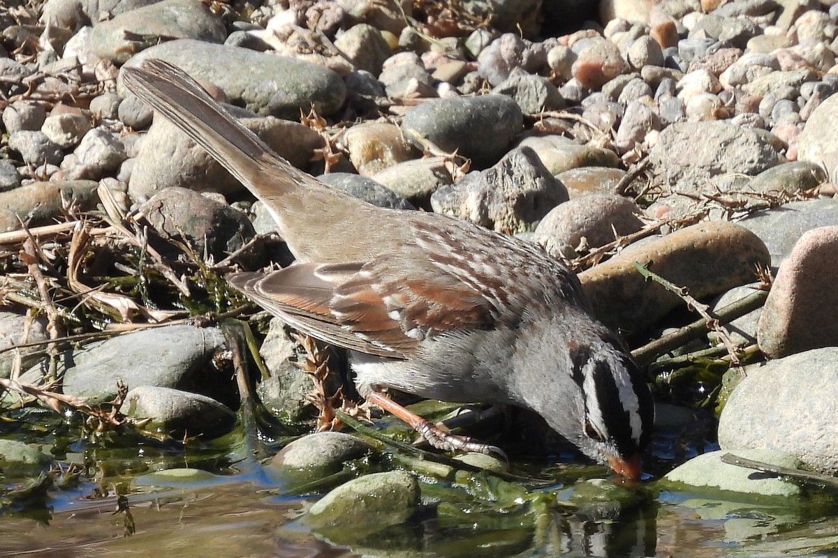 Bruant à couronne blanche - ML652009284