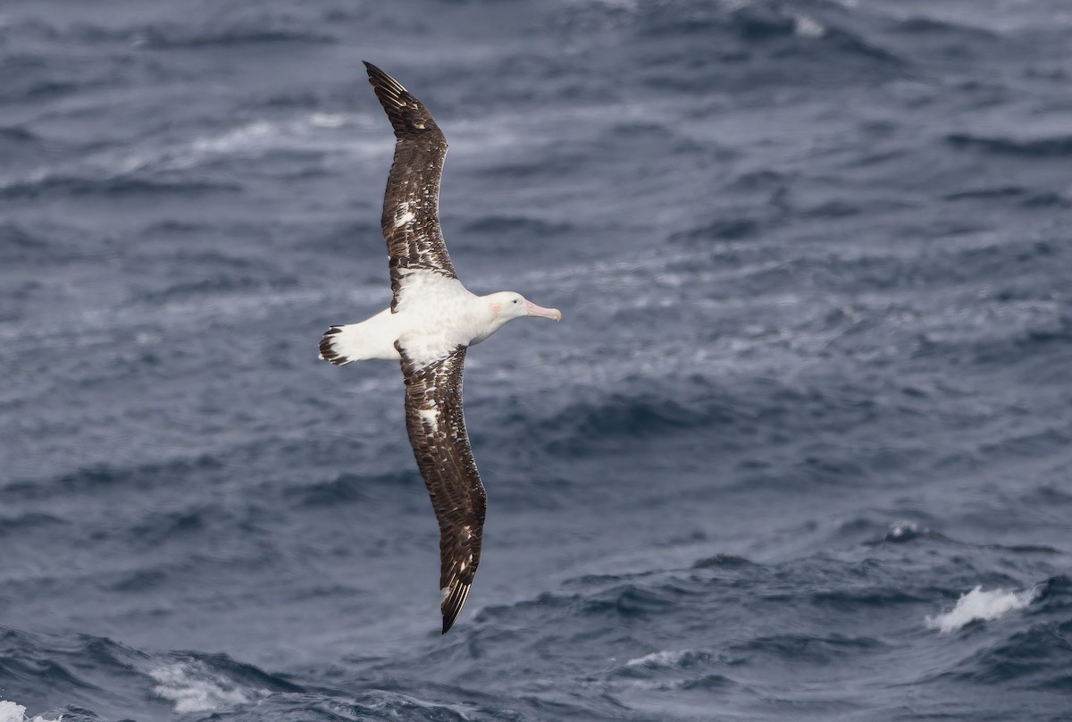 Snowy Albatross - ML652009291