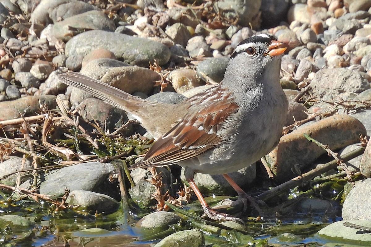 Bruant à couronne blanche - ML652009295