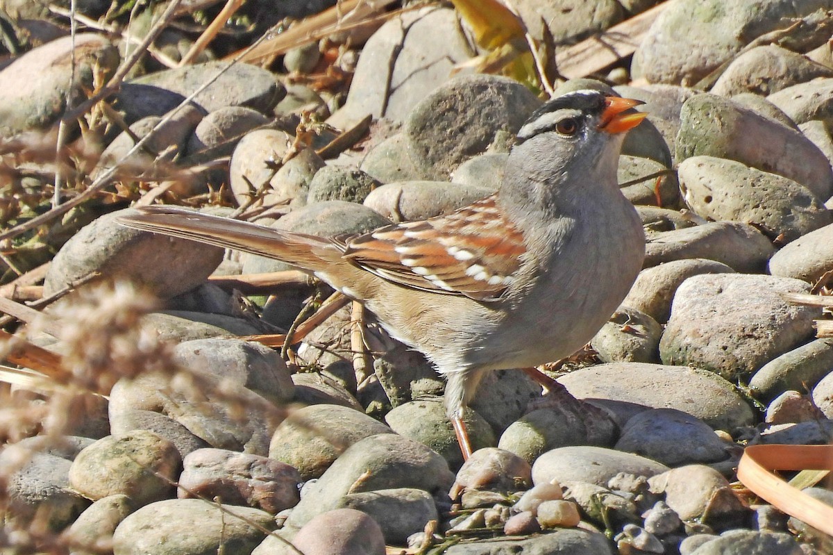 Bruant à couronne blanche - ML652009301