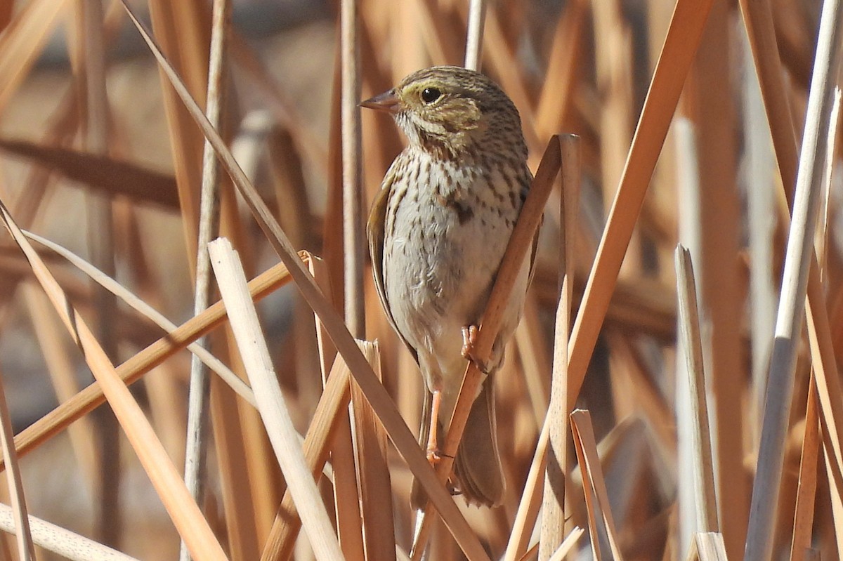 Bruant des prés - ML652009315