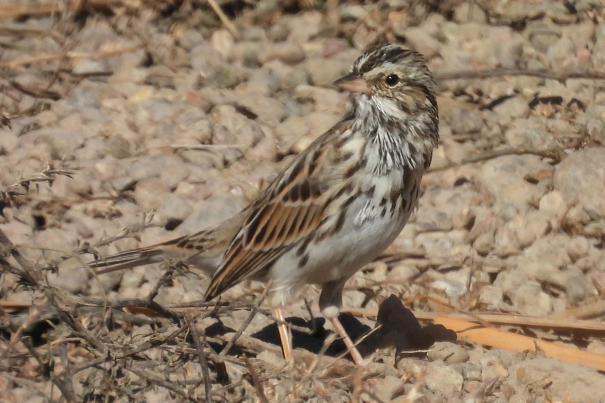 Bruant des prés - ML652009323