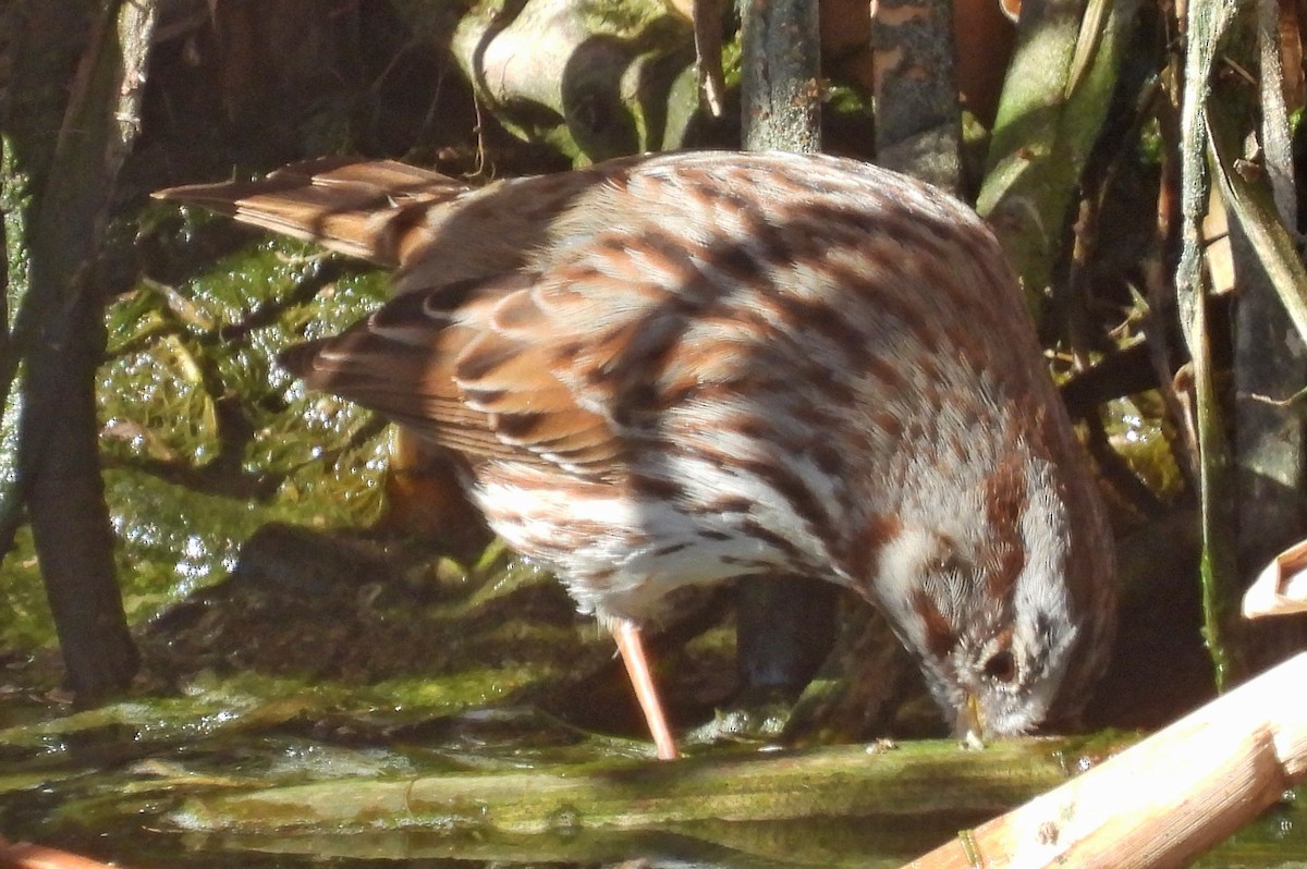 Bruant chanteur - ML652009332