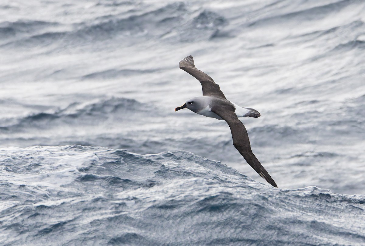 Gray-headed Albatross - ML652009337
