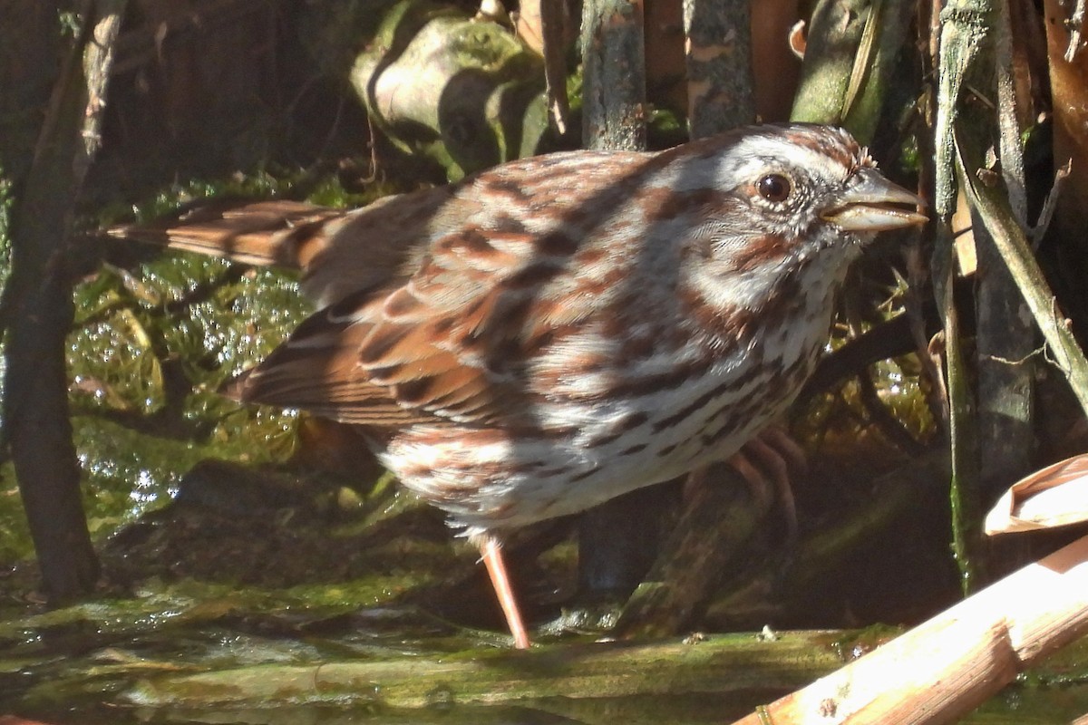 Bruant chanteur - ML652009353