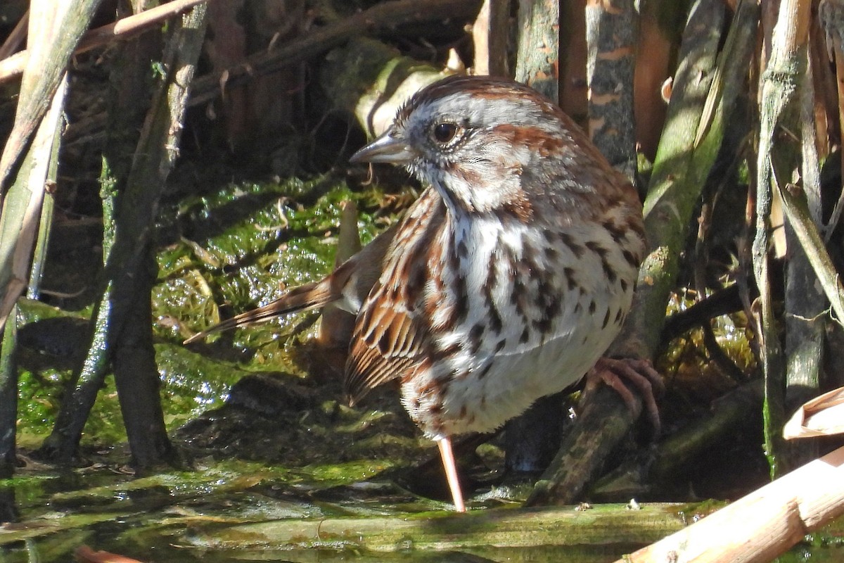 Bruant chanteur - ML652009364
