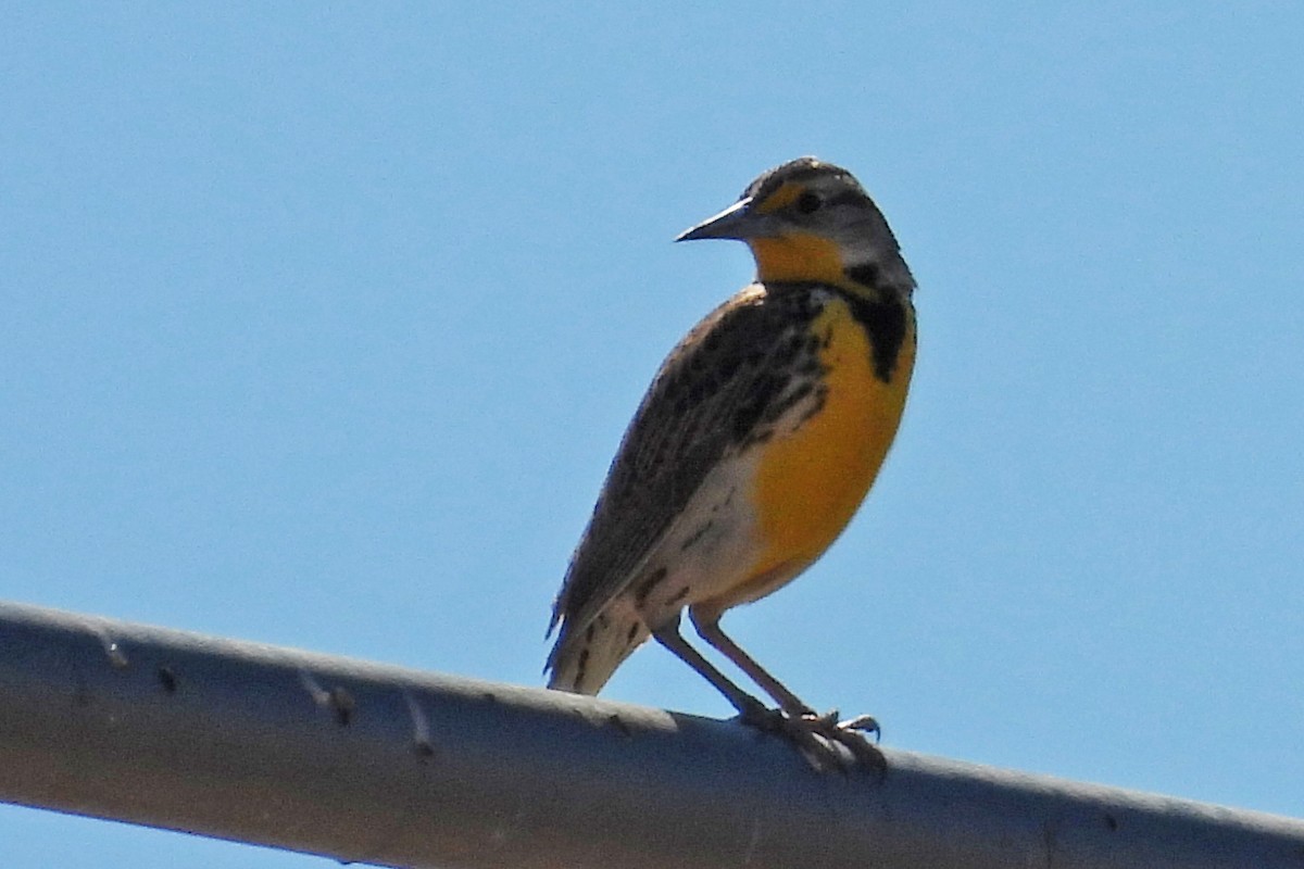 Sturnelle de l'Ouest - ML652009373