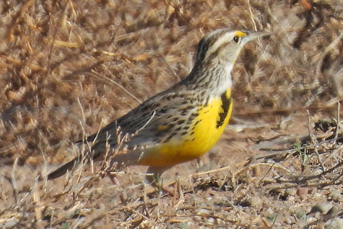 Sturnelle de l'Ouest - ML652009383