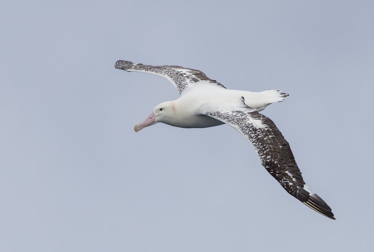 Snowy Albatross - ML652009384