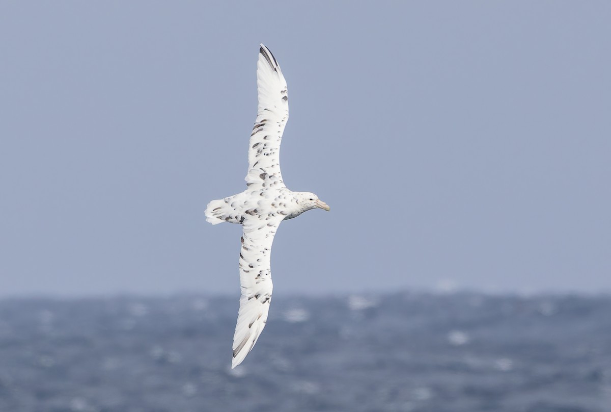 Southern Giant-Petrel - ML652009420