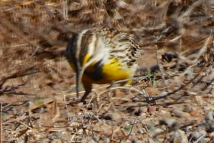 Sturnelle de Lilian - ML652009425