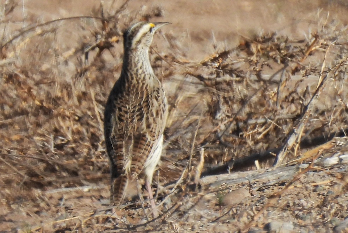 Sturnelle de Lilian - ML652009456