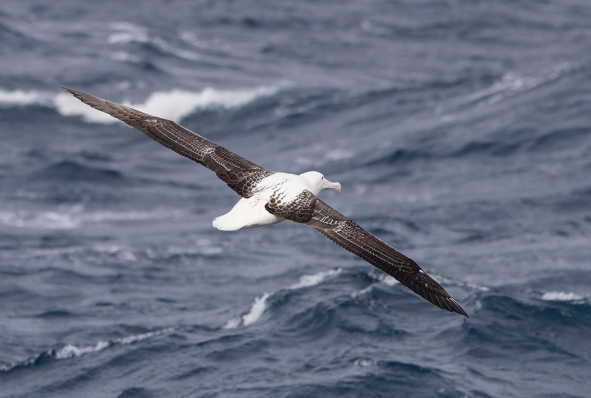 Southern Royal Albatross - ML652009465