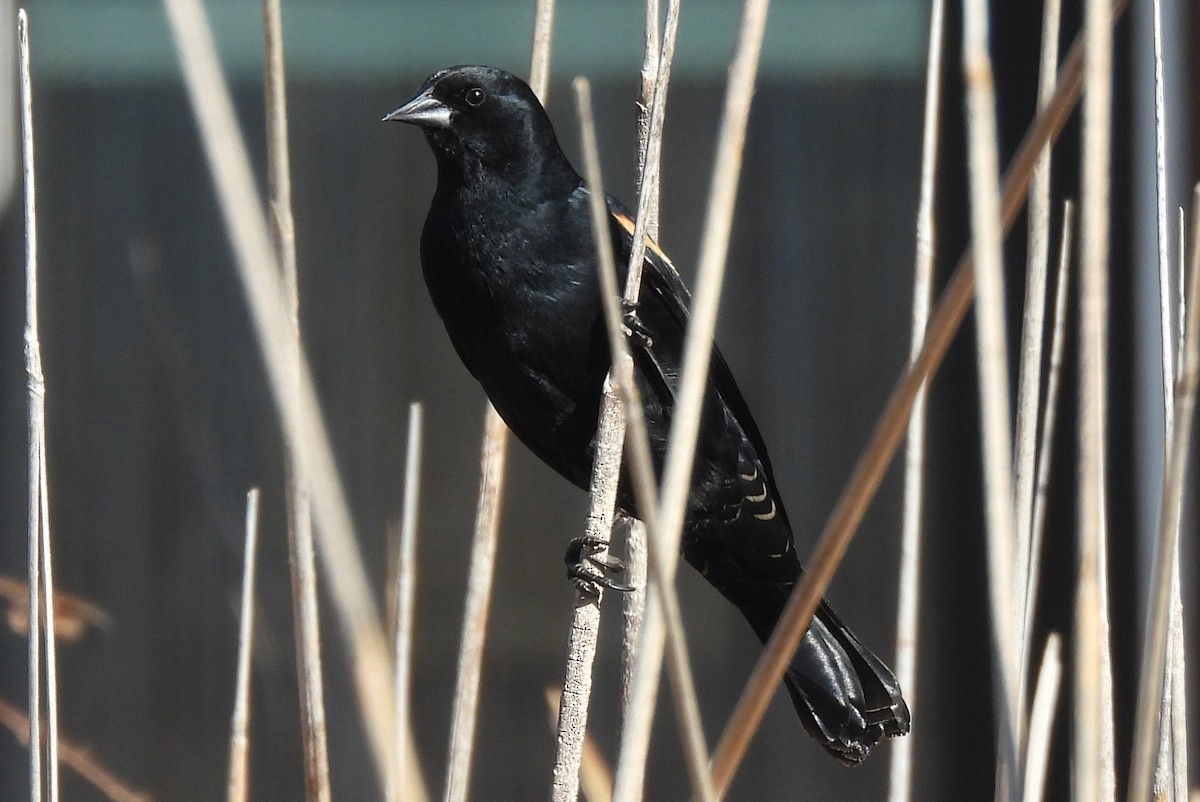Carouge à épaulettes - ML652009483