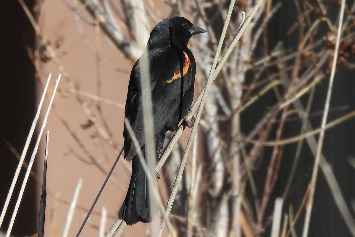 Carouge à épaulettes - ML652009498