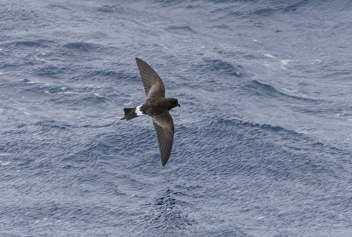 Wilson's Storm-Petrel (Fuegian) - ML652009512
