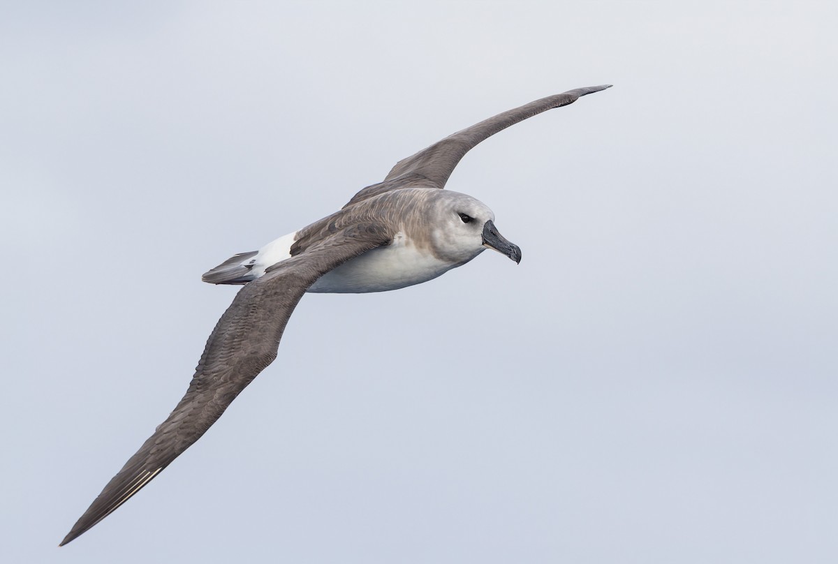 Gray-headed Albatross - ML652009578