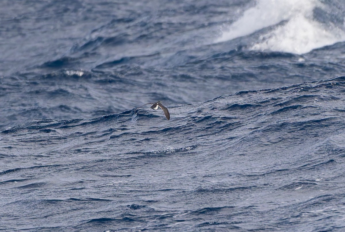 Magellanic Diving-Petrel - ML652009700