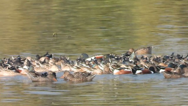 Northern Shoveler - ML652009803