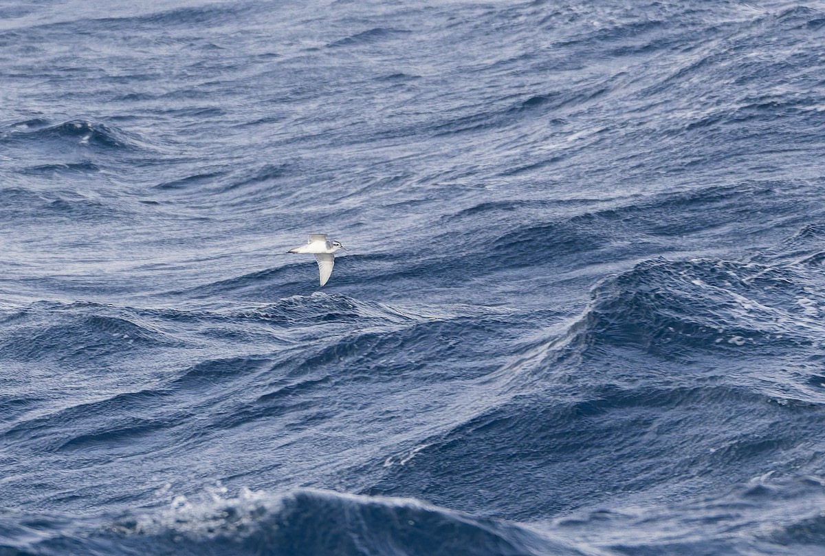 Slender-billed Prion - ML652009873