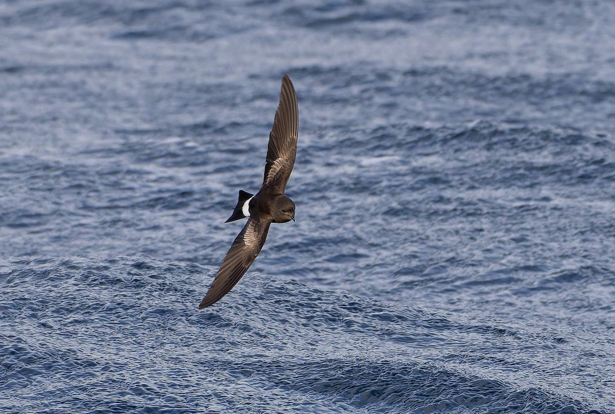 Wilson's Storm-Petrel (Fuegian) - ML652009884