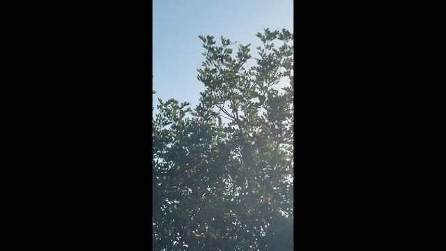 Northern Mockingbird - ML652010034