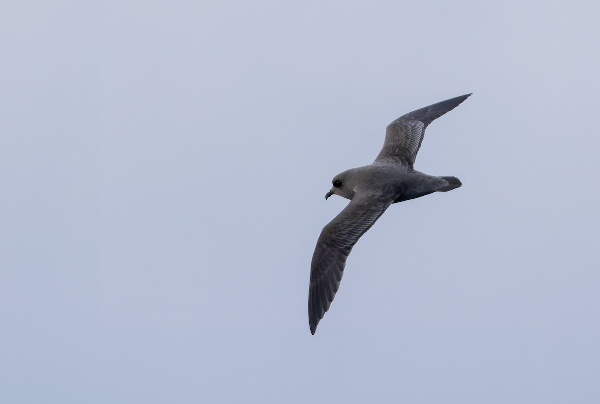 Kerguelen Petrel - ML652010232
