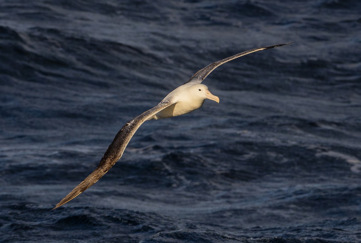 Southern Royal Albatross - ML652010599