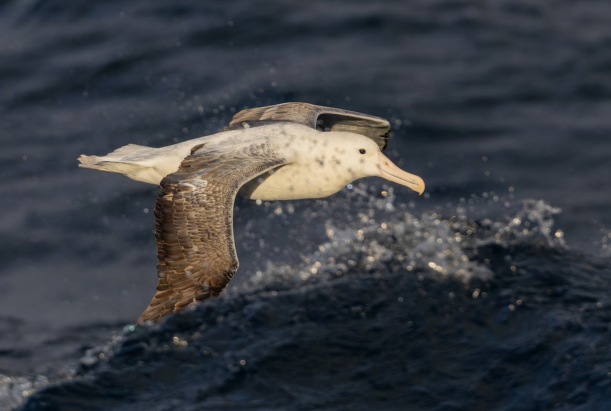Southern Royal Albatross - ML652010600