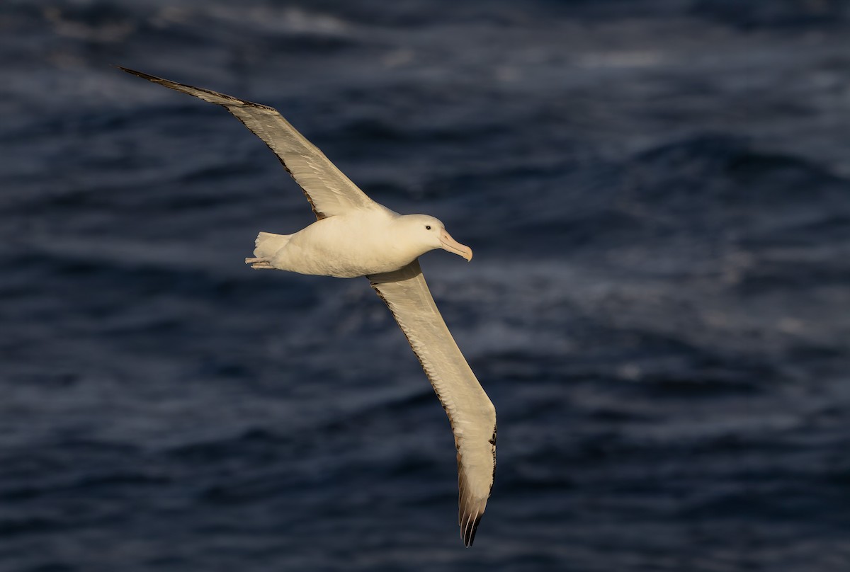 Southern Royal Albatross - ML652010601