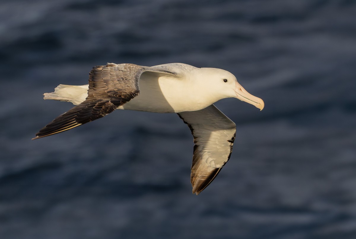 Southern Royal Albatross - ML652010602