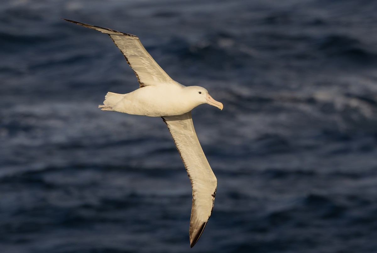 Southern Royal Albatross - ML652010603