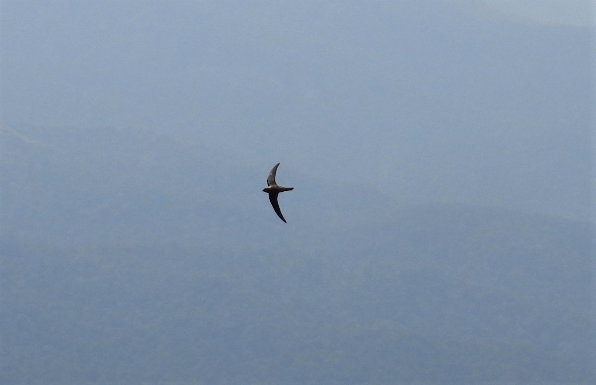 シロハラアマツバメ - ML652010708