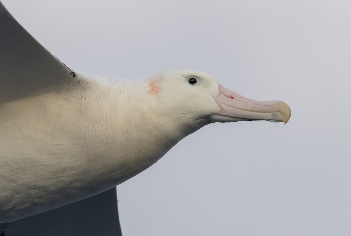Snowy Albatross - ML652010811