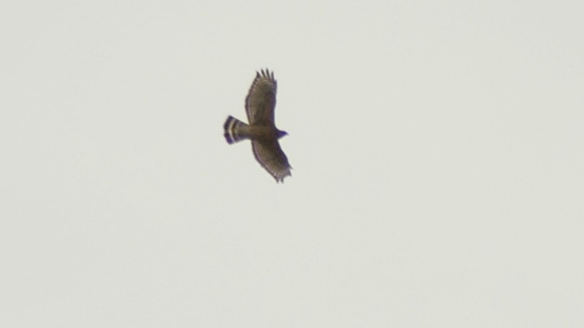 Buteo, unbestimmt - ML652011330