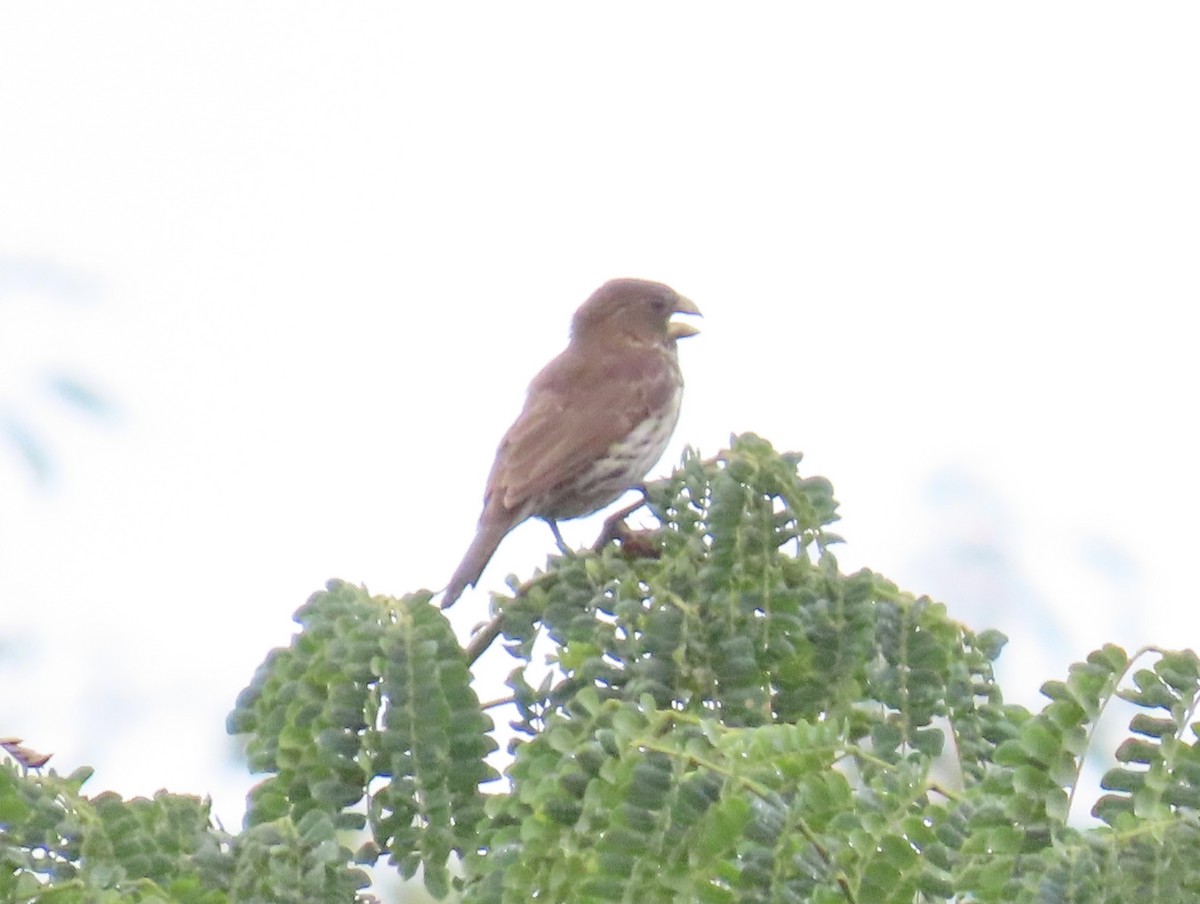 Grosbeak Weaver - ML652012001