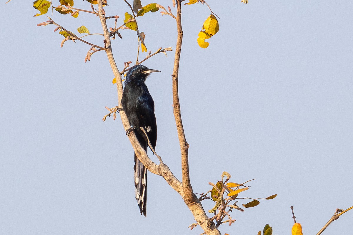 クロモリヤツガシラ - ML652012560