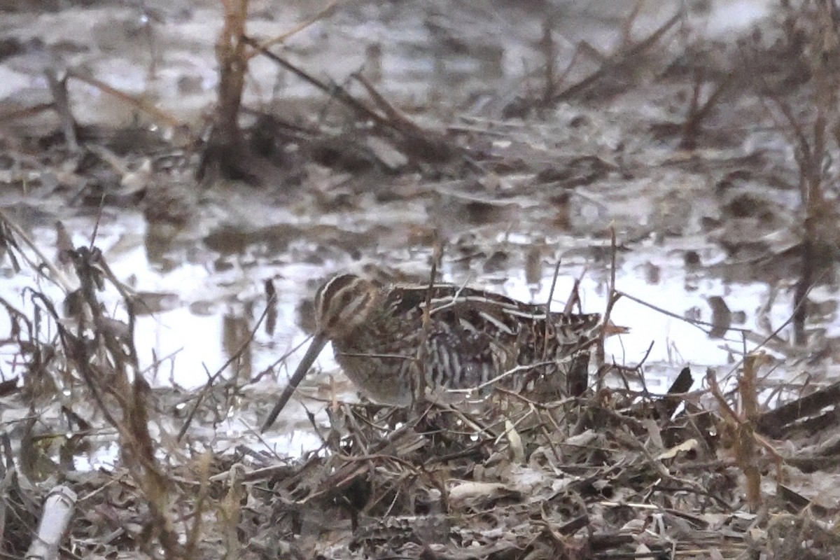 eBird Checklist - 2 Mar 2026 - Goose Pond FWA* general area (use more ...
