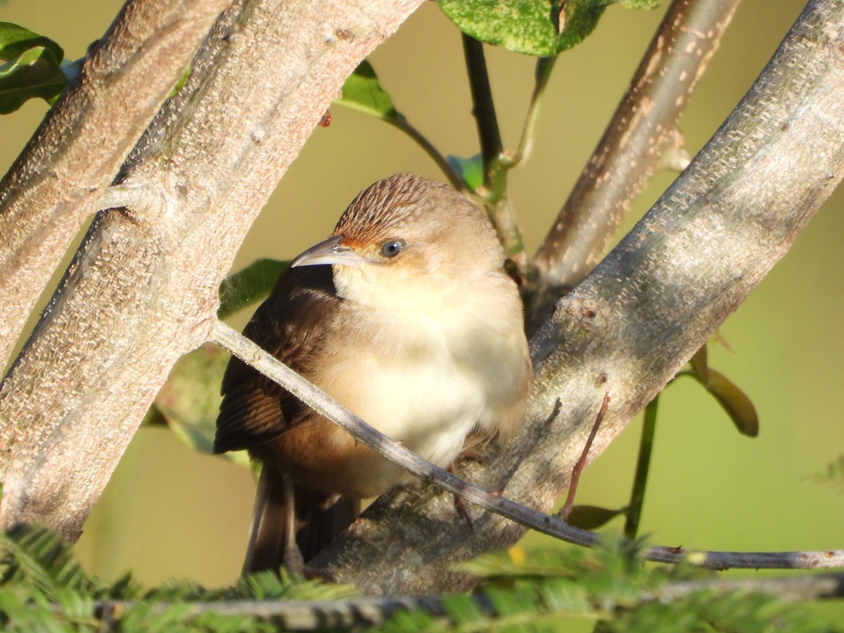 Plain Thornbird - ML652012968