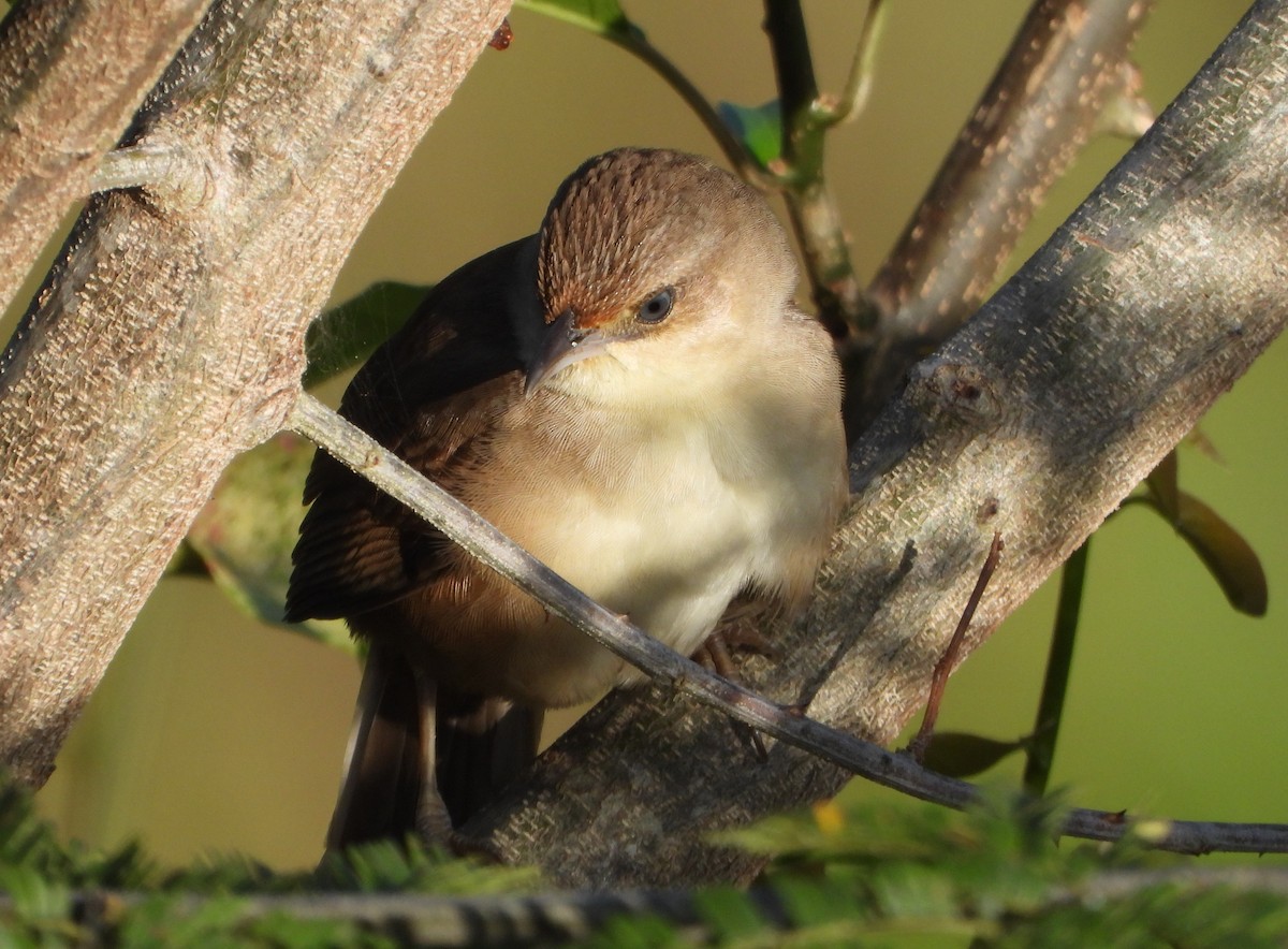 Plain Thornbird - ML652012969