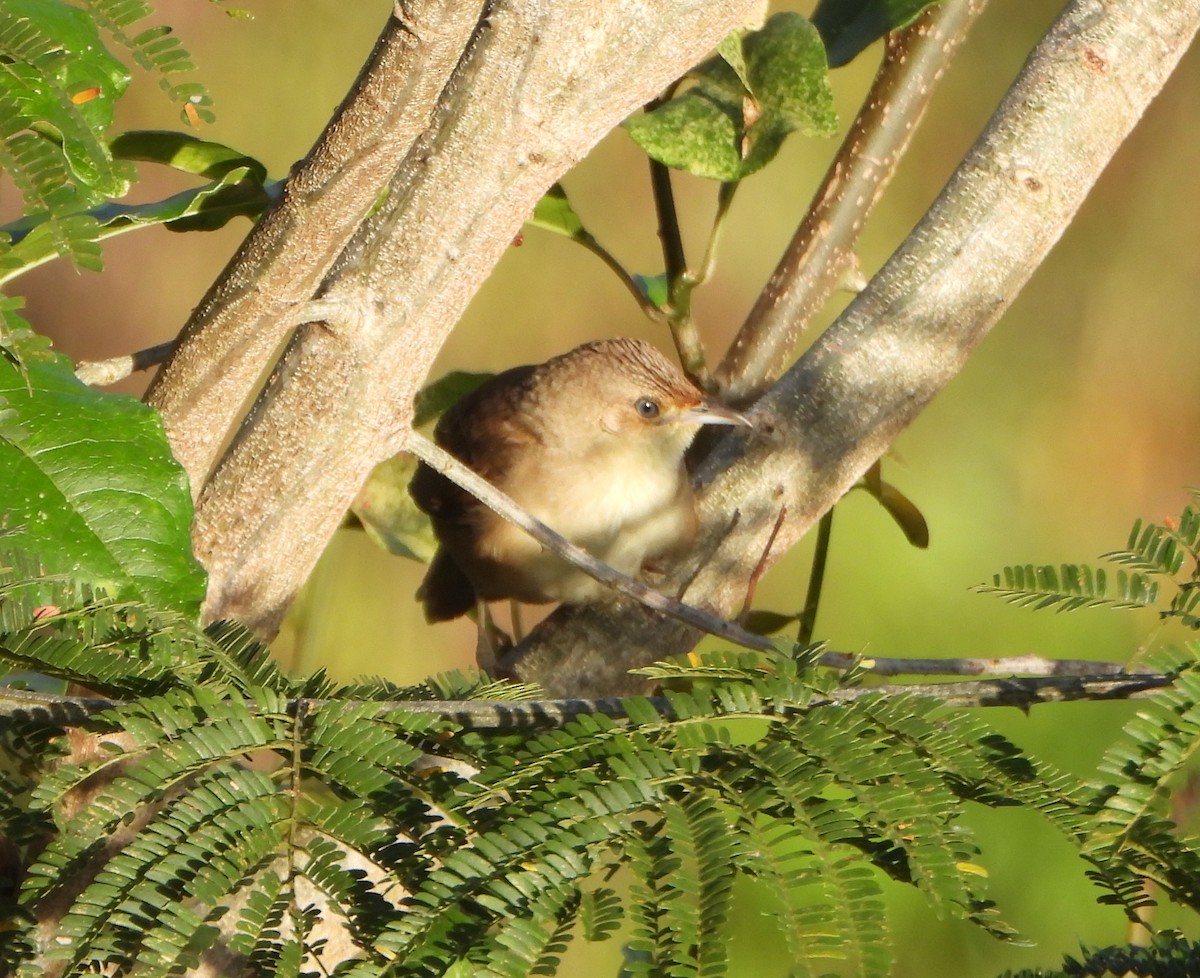 Plain Thornbird - ML652012971
