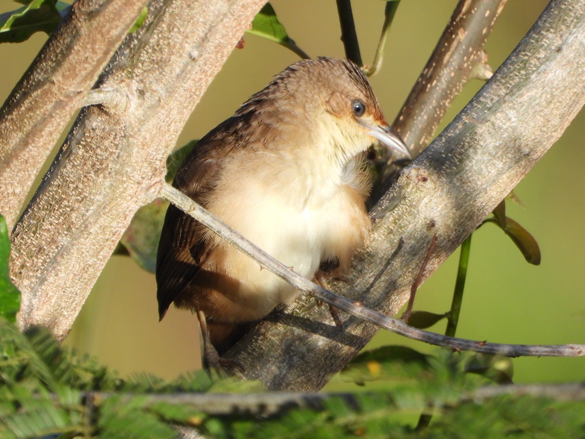 Plain Thornbird - ML652012972