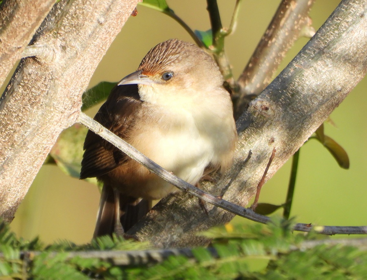 Plain Thornbird - ML652012980