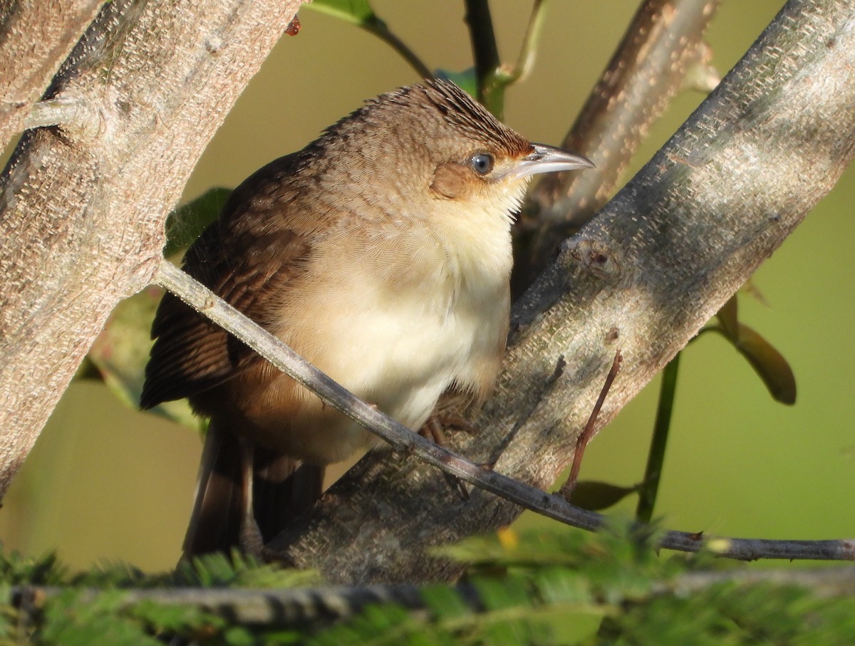 Plain Thornbird - ML652012981