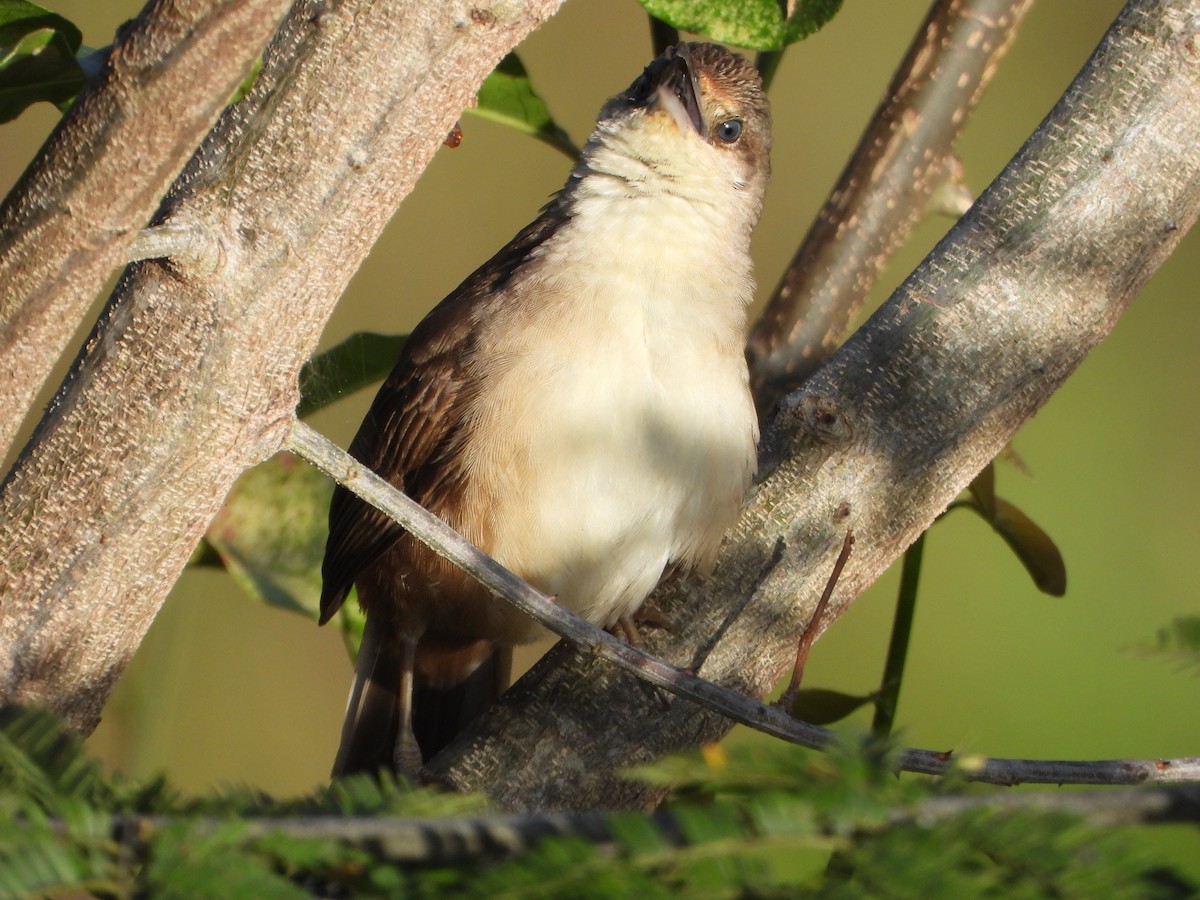 Plain Thornbird - ML652012984