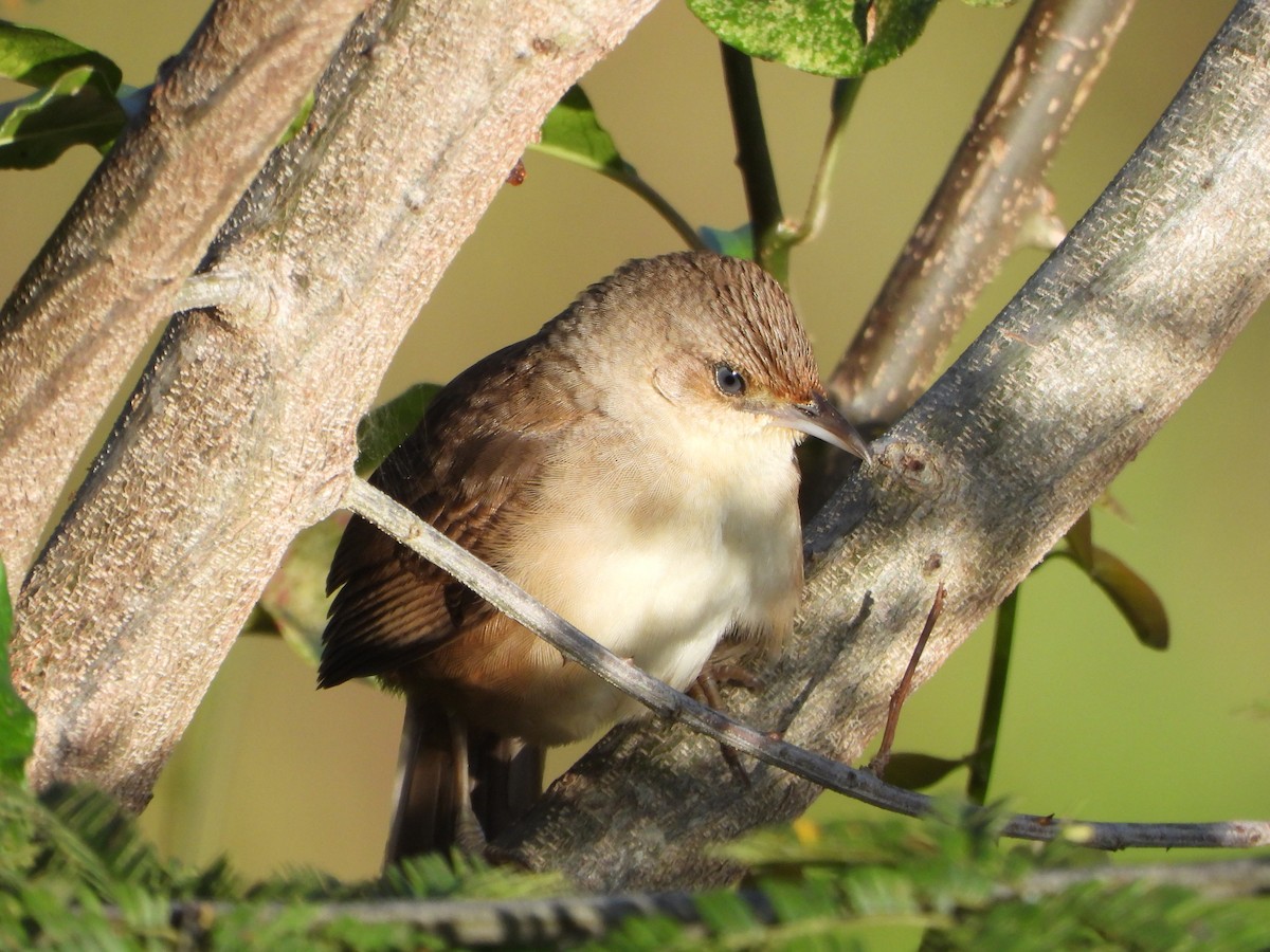 Plain Thornbird - ML652012986