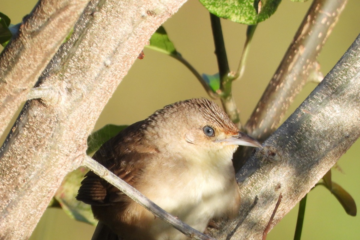 Plain Thornbird - ML652012988