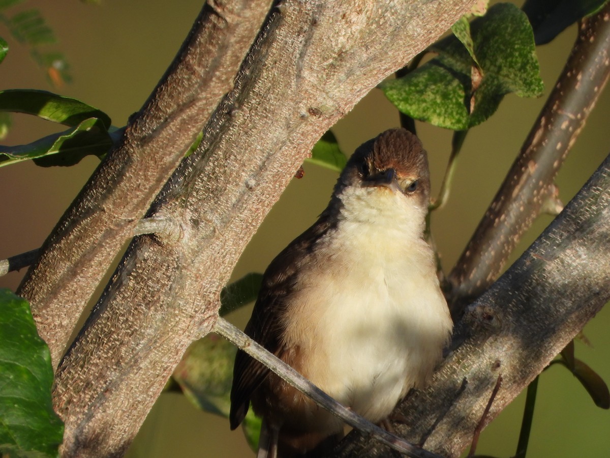 Plain Thornbird - ML652012990