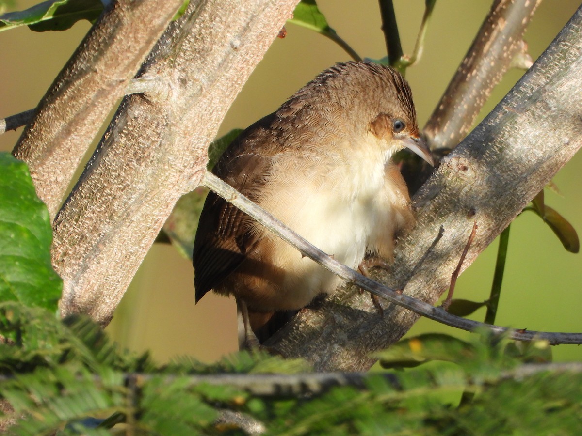 Plain Thornbird - ML652012992