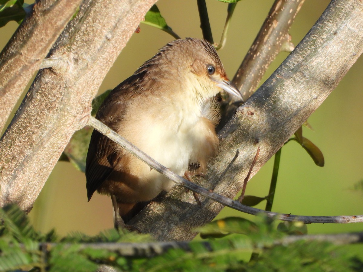 Plain Thornbird - ML652012994